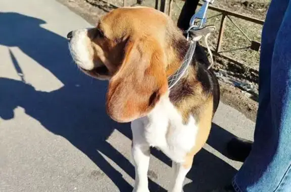 Найдена собака, Санкт-Петербург, фото: Найден собака мужской, проспект Энтузиастов, Санкт-Петербург - молодой и любознательный