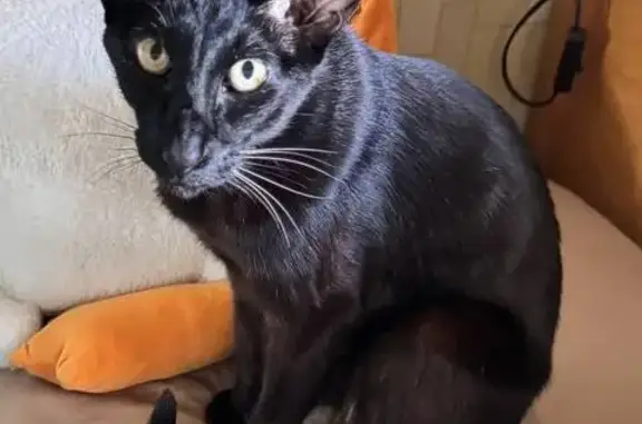 Пропал кот, Комсомольский проспект, 5/2, Москва - ориентальный, черный, лысый живот - photo