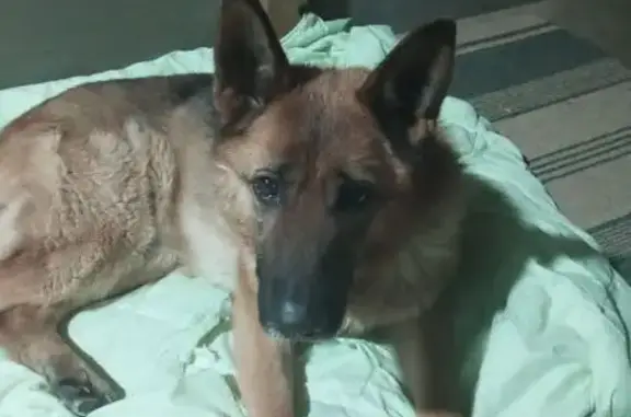 Найдена собака, Петровское, фото: Найдена собака Девочка, Петровское (rf1153846)