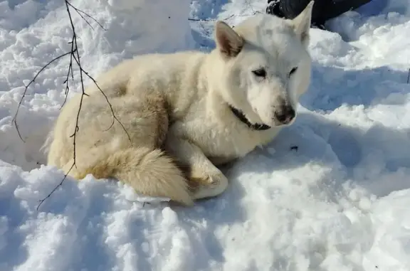 Найдена собака, Йошкар-Ола, фото: Найден собака, улица Йывана Кырли, Йошкар-Ола - белого окраса с ошейником