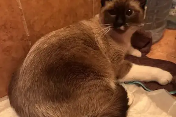 Найден кот, улица Дмитрия Ульянова, 1, Тула - светло-коричневый окрас, белые лапки - photo