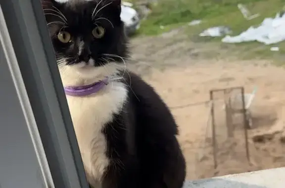 Кошки потеряшки, Псков, фото: Потеряшка кот, Ольгинская набережная, 4/1, Псков - пушистый с белым рисунком на губе