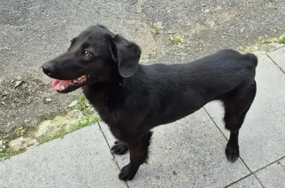 Пропал собака, улица Кирова, Камышловский городской округ - русский спаниель, полностью черный окрас - photo