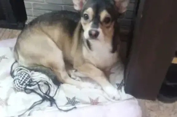 Пропала собака, Советская улица, 1А, Южноуральск - photo