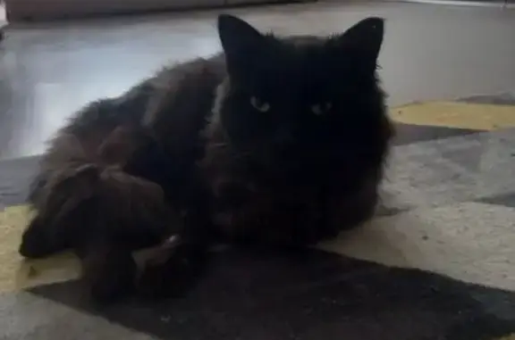 Найдена кошка, Князе-Волконское, фото: Найден кот, 40, Князе-Волконское - чёрный с белой грудкой