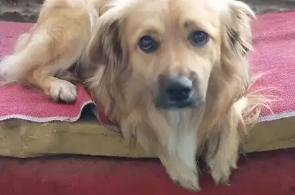 Пропал собака, мужской, Центральная улица, 22, Антеньево, Богородск - рыжий, длинная шерсть - photo