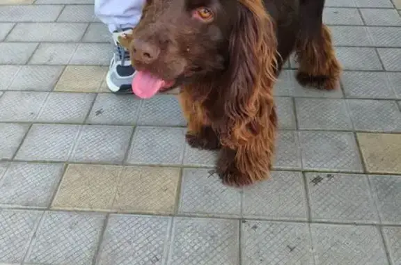 Объявления о пропавших и найденных животных, Новокубанск, фото: Найден собака, мужской, улица Воровского, 96, Новокубанск - шоколадный окрас, похож на спаниеля