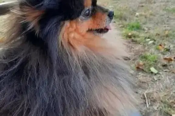 Пропала собака, улица Ушакова, 15, Краснодар - photo