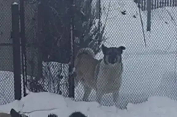 Пропал собака, мужской, Заводская улица, 12, Кротовка - photo