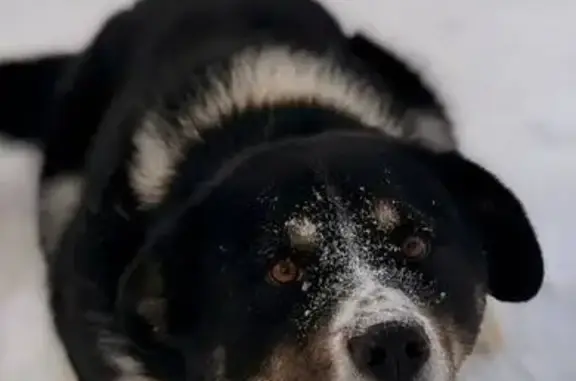 Пропал собака, 78К-0014, Волжское сельское поселение, Волжское - очень дружелюбный - photo