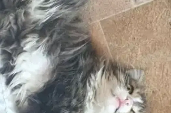 Пропал кот, улица Сурикова, 17, Иркутск - тёмный с белыми оттенками - photo