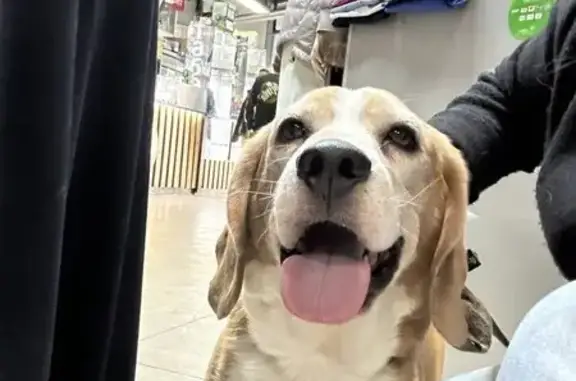 Найдена собака, Санкт-Петербург, фото: Найден собака, проспект Косыгина, Санкт-Петербург - рыжевато/белый с потемнением на спине