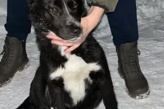 Найдена собака, Благовещенск, фото: Найдена собака, Игнатьевское шоссе, 1, Благовещенск - черно-белая, игривая