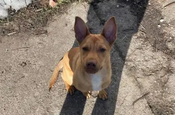 Пропал собака, мужской, Сельская улица, 8, Малое Исаково - рыжий щенок - photo