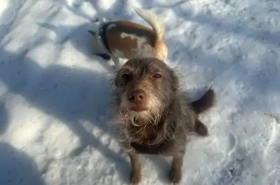 Пропала собака Мальчик, Поварово (rl1153877) - photo