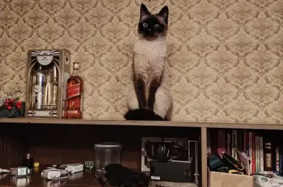 Кошки потеряшки, Родники, фото: Потеряшка кот, Большая Учительская улица, 10, Родники - сиамский с мутным левым глазом