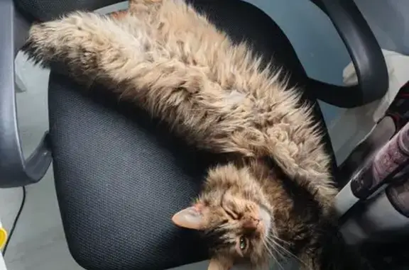 Пропал кот, бульвар Новаторов, 26, Санкт-Петербург - смесь мейн-куна - photo