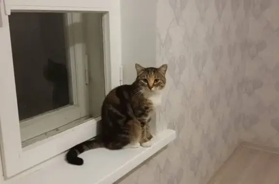 Найдена кошка, Подольск, фото: Найдена кошка, женский пол, Подольск, Московская область