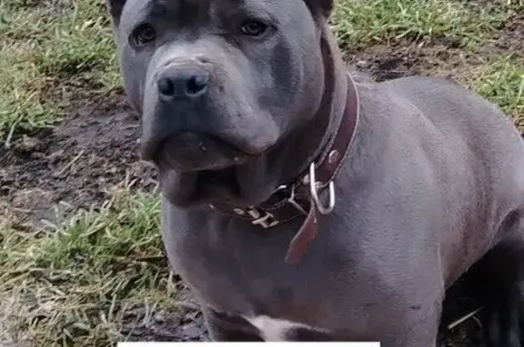 Пропал собака, Лиманный, Ставропольский край, Гулькевичи - серо-голубой мальчик Канэ-Корсо - photo