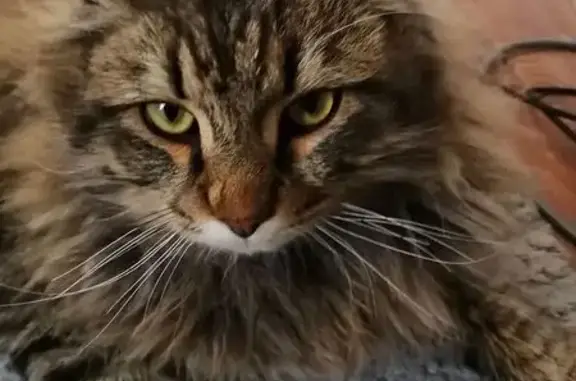 Объявления о пропавших и найденных животных, Барнаул, фото: Найден кот, Мраморная улица, 57, Барнаул - лысина на шее