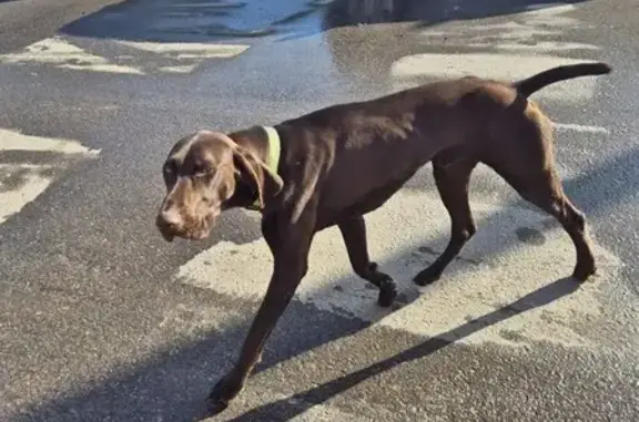 Найдена собака, Власово, фото: Найден собака, мужской, 46Н-12607, Власово - коричневый с зеленым ошейником