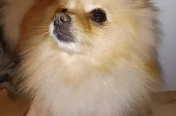 Пропала собака, Аральский переулок, 9, Ростов-на-Дону - photo