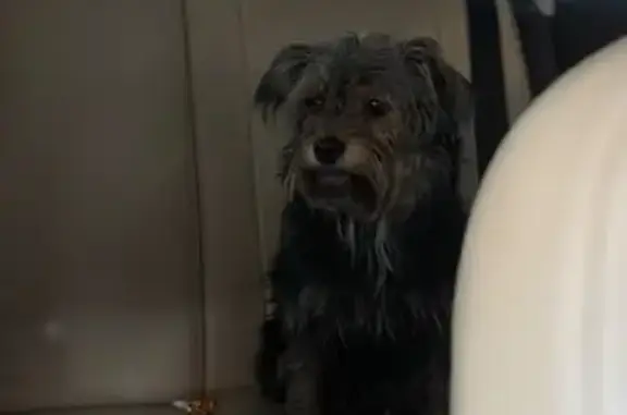 Найдена собака, Липецк, фото: Найдена собака, женский пол, Краснозаводская улица, Липецк - смесь Йорка, очень ласковая