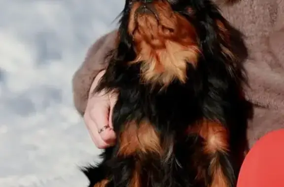 Пропал собака, мужской, улица Кирова, 4, Слободской - photo