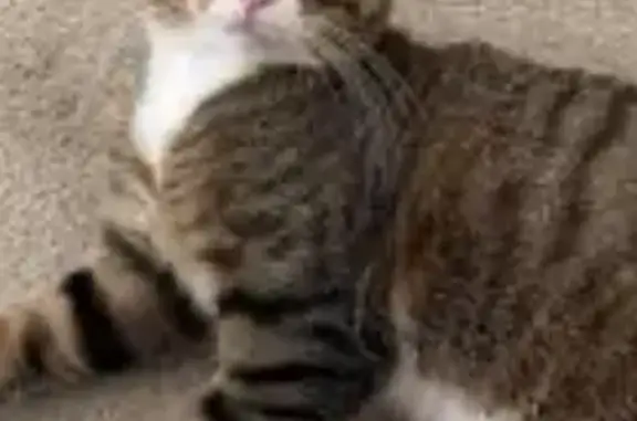 Кошки потеряшки, Пермь, фото: Потеряшка кот, улица Генерала Панфилова, 17Б, Пермь - розовый носик, белые лапки