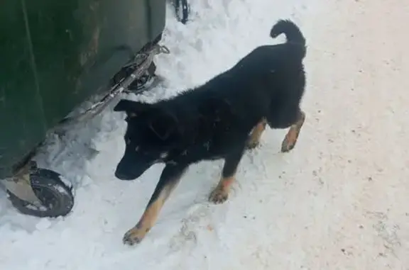 Пропал собака, Уфимская улица, 14А, Белебей - восточно-европейская овчарка - photo