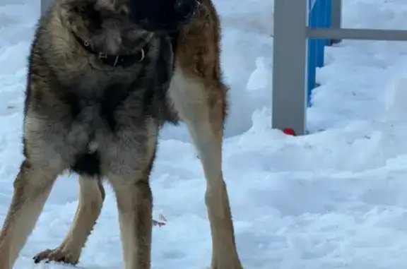 Найдена собака, Йошкар-Ола, фото: Найдена собака, улица Чехова, 55, Йошкар-Ола - с ошейником, пугливая