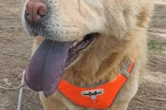 Собаки потеряшки, Кропоткин, фото: Потеряшка собака, Авиационная улица, Кропоткин - кремовая, пугливая