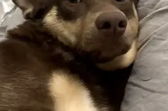 Пропала собака, Республиканская улица, 20 к1, Нижний Новгород - photo