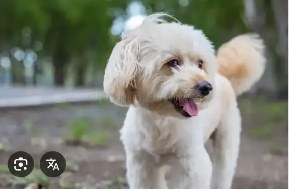 Найдена собака, Воронеж, фото: Найдена собака, улица Рабочего Класса, Воронеж - светло-песочного цвета, без ошейника