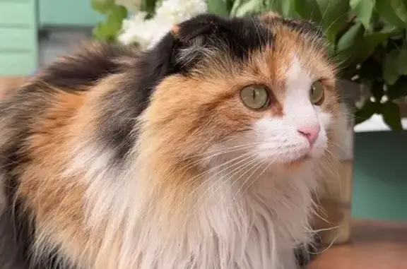 Пропала кошка, Столбовая улица, 88В, Сальск - небольшая вислоухая трёхцветная - photo