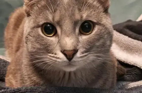 Кошки потеряшки, Ярославль, фото: Потеряшка кот, проспект Толбухина, 30/30, Ярославль - серый в полосочку