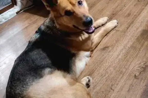 Объявления о пропавших и найденных животных, Барнаул, фото: Найдена собака, женская, улица Анатолия, 6, Барнаул - знает много команд