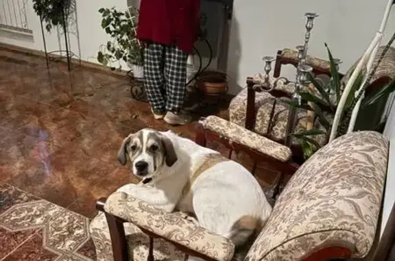 Пропал собака, Софрино, Московская область - метис алабая - photo