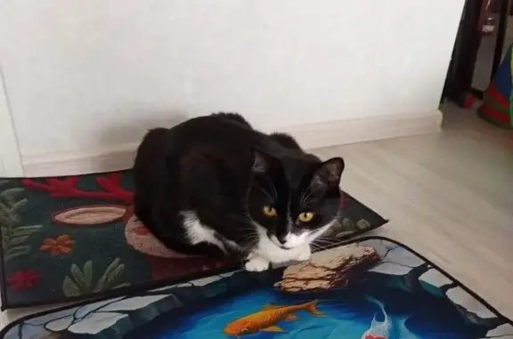 Пропал кот, улица Академика Туполева, городской округ Тверь - чёрный с белым, боится незнакомых - photo