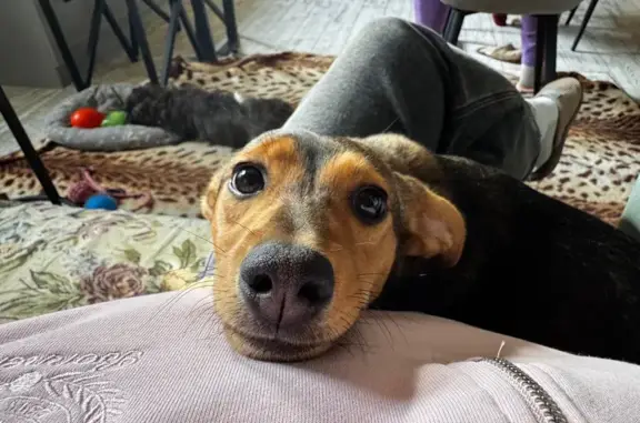 Пропала собака, девочка, улица Сергея Шило, 204/1, Таганрог - отзывается на кличку «Мира» - photo