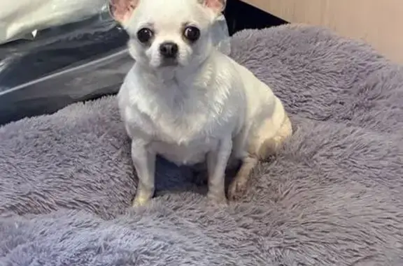 Найдена собака, Тула, фото: Найдена собака, женский пол, улица Макаренко, 14, Тула - белая чихуахуа