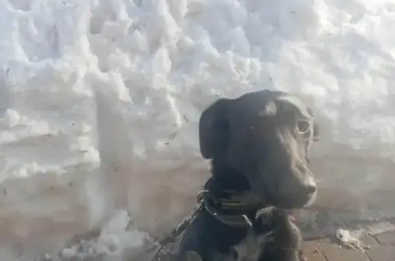 Найдена собака, Нижний Новгород, фото: Найдена собака, женский пол, улица Фурманова, 10, Нижний Новгород - молодая черная с белой полосой