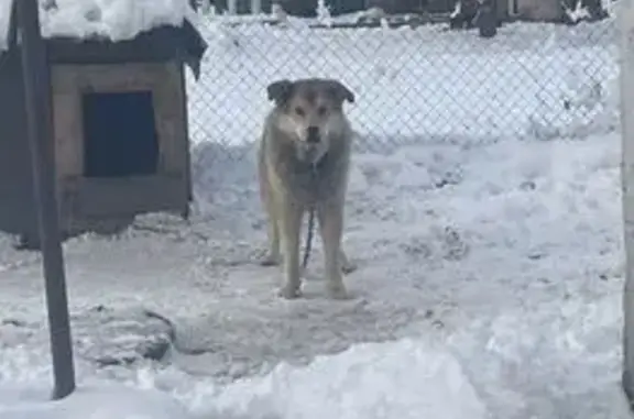 Пропал собака, мужской, улица Лермонтова, 57, Бирск - photo
