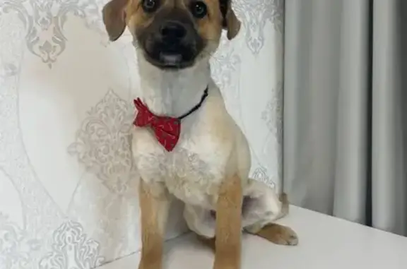 Найдена собака, Уфа, фото: Найден собака, мужской, Уфа, Башкортостан - ласковый и обучаемый