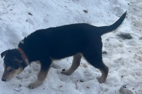 Найдена собака, Набережные Челны, фото: Найдена собака, девочка, улица Абдуллы Алишa, 14, Набережные Челны