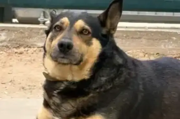 Пропал собака, улица им. Сержанта Воронова, 57/143, Волгоград - пёс по кличке Рольф - photo