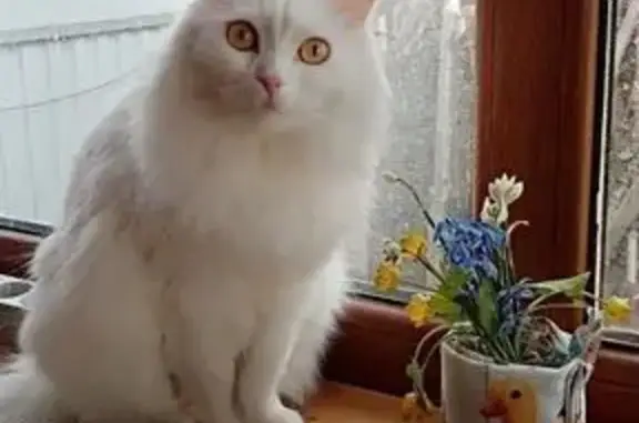 Пропала кошка, Сокольническая улица, 6, Балашиха - белая пушистая, глаза жёлтые - photo