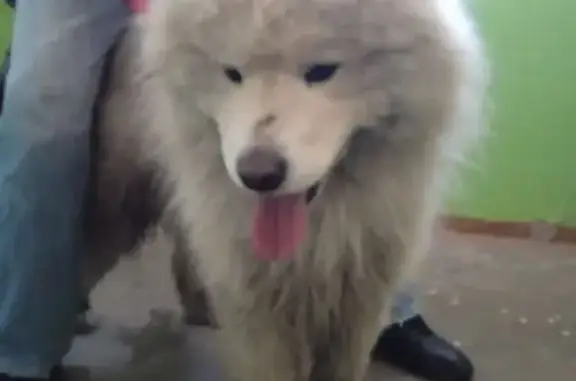 Найдена собака, Нижний Новгород, фото: Найдена собака, проспект Кораблестроителей, 15Б, Нижний Новгород - белый самоед