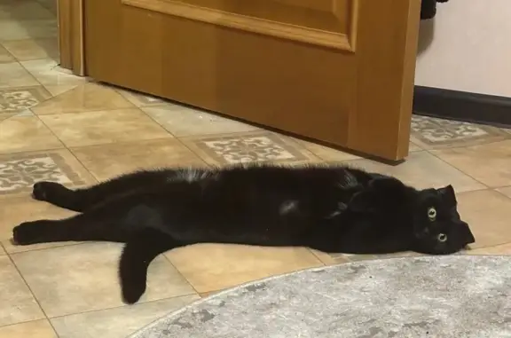 Пропала кошка, Октябрьская улица, 13А, Нововоронеж - чёрная с белым пятнышком - photo