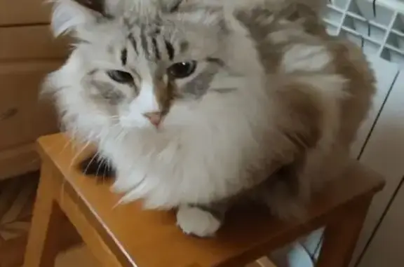 Пропала кошка, улица Патриотов, Екатеринбург - photo